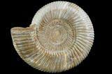 Perisphinctes Ammonite - Jurassic #90450-1